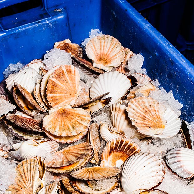 5 Australian Shellfish Species Worth Trying - Great Lakes Fisheries